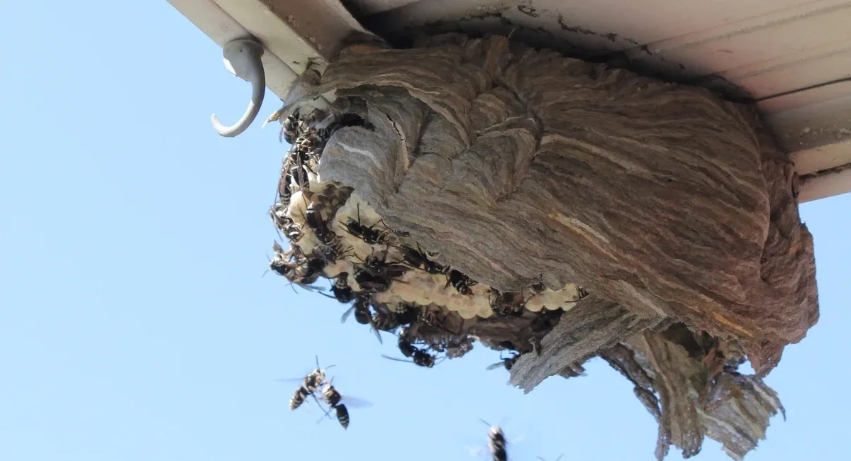Nid de guêpes sous toiture avant intervention de destruction, Biohotte Nuisibles Île-de-France