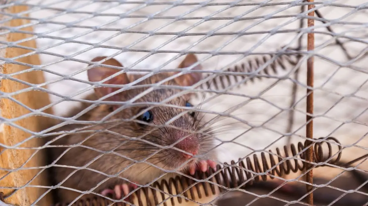 Rongeur capturé dans un piège-cage grillagé, illustration dératisation Biohotte Nuisibles, Nanterre